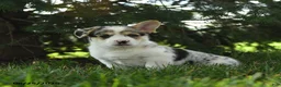 Mixed Breed dogs for sale: Auggie - Ad 2