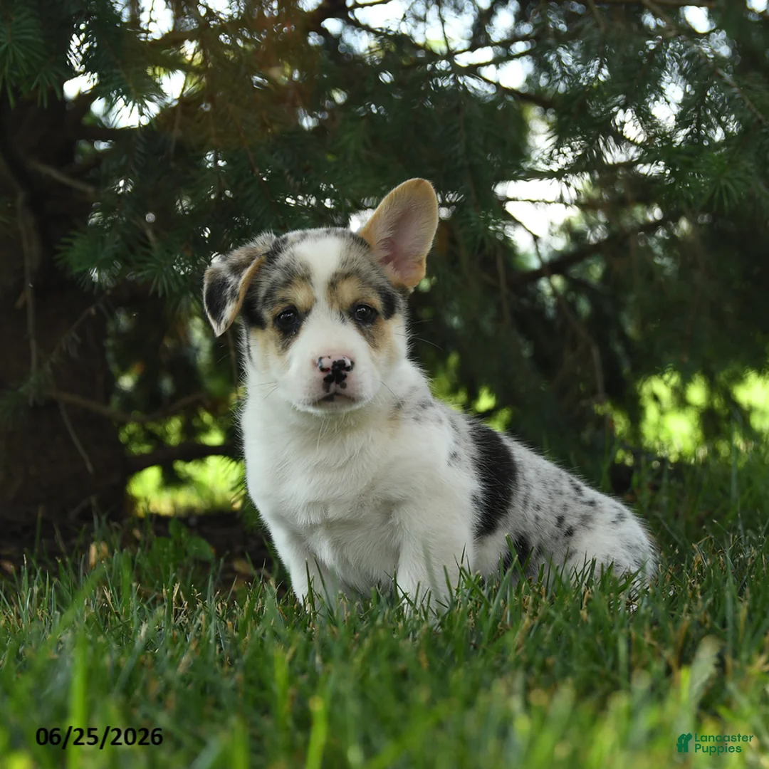 Mixed Breed dogs for sale: Auggie - Ad 2