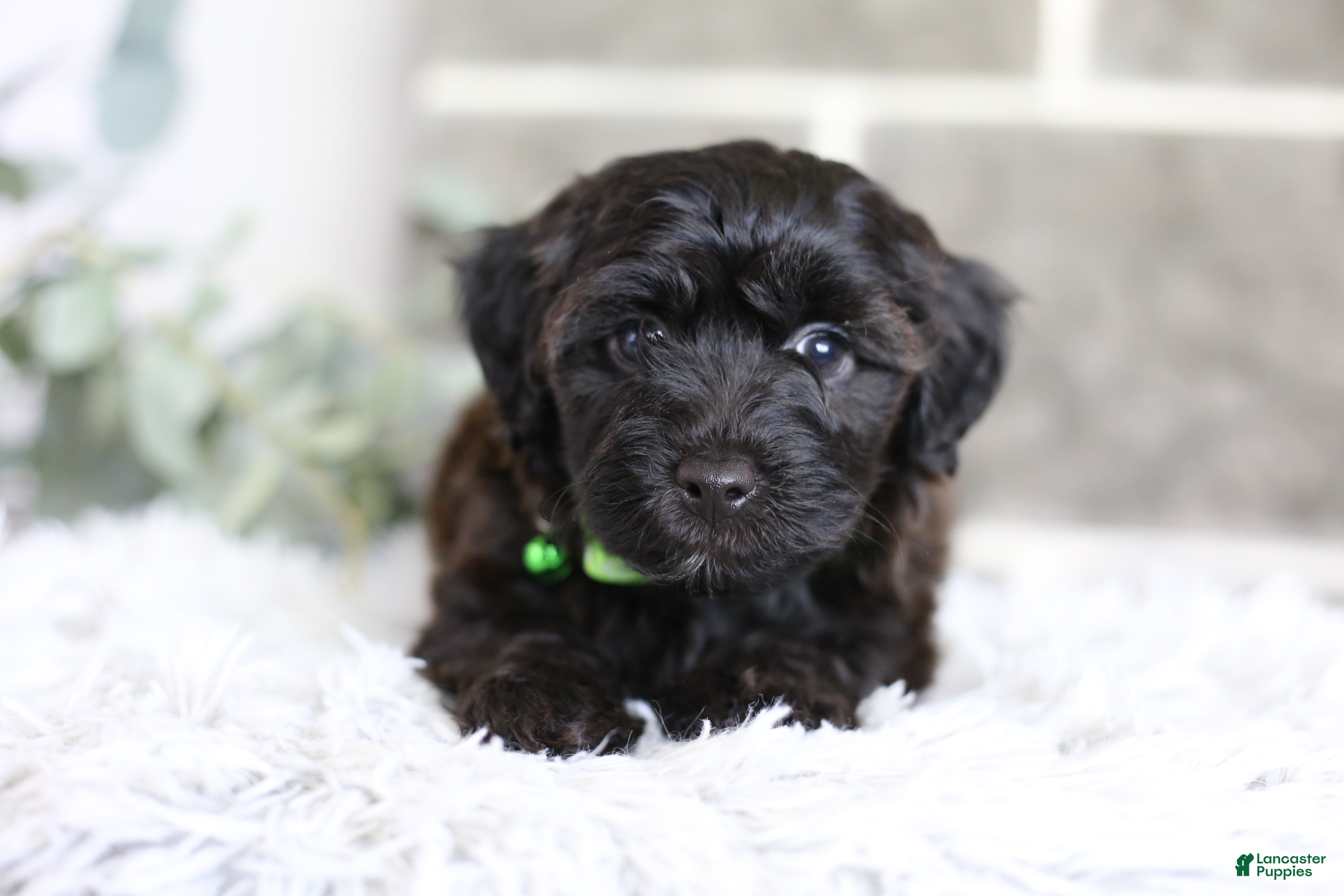 Yorkiepoo dogs Charlie  - Ad 2