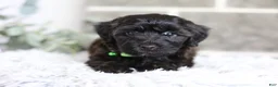 Yorkiepoo dogs for sale: Charlie  - Ad 2