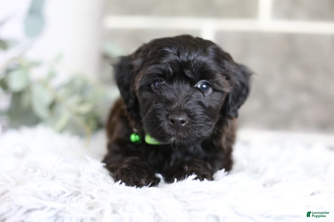 Yorkiepoo dogs for sale: Charlie  - Ad 2