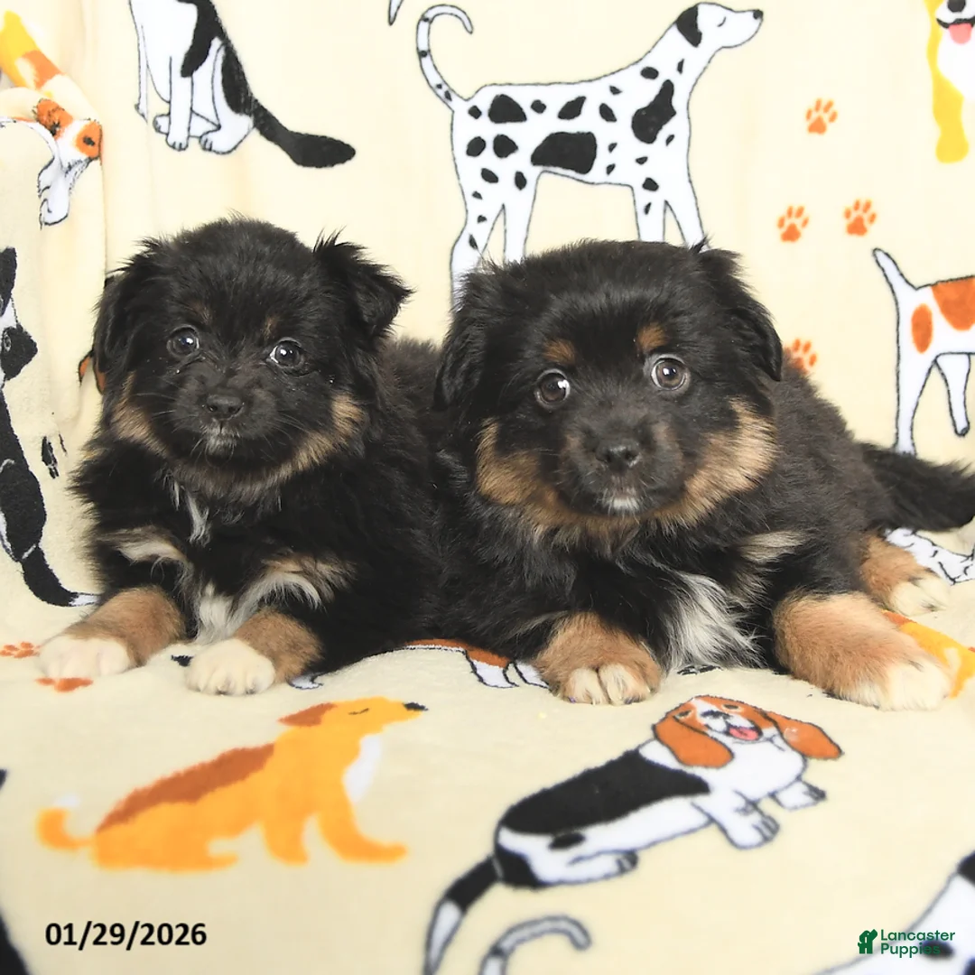 Toy Australian Shepherd dogs for sale: Lester - Ad 5