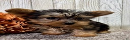 Yorkiepoo dogs for sale: Titan - Ad 7