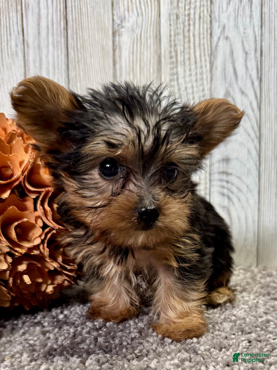 Yorkiepoo dogs for sale: Titan - Ad 7