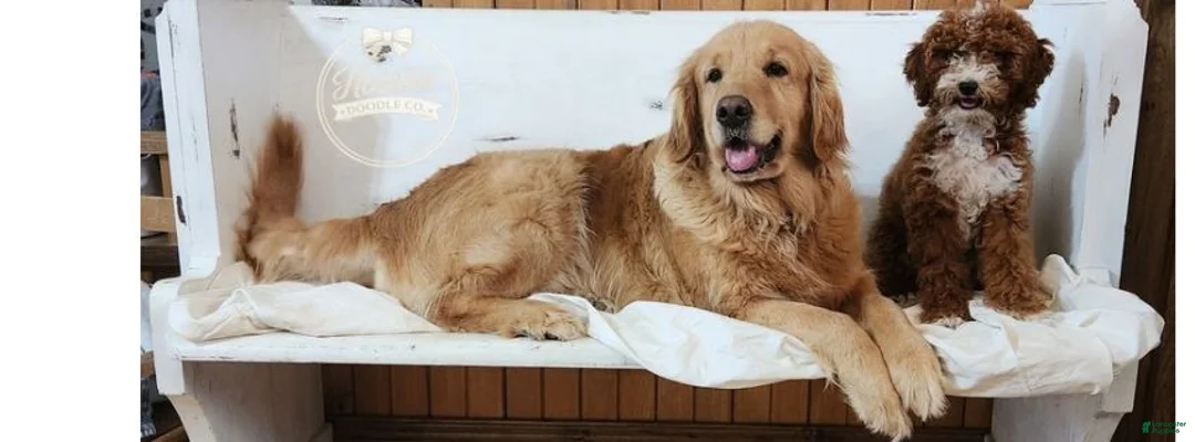 Goldendoodle dogs for sale: Daisy - Ad 2