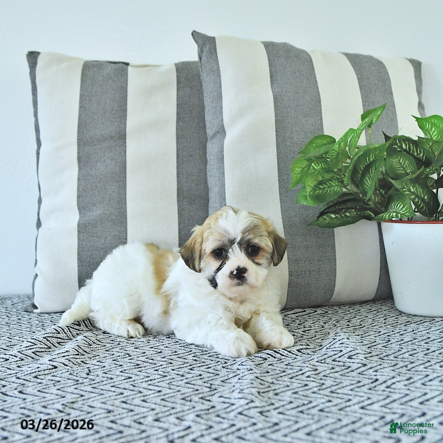 Teddy Bear dogs Molly - Ad 1