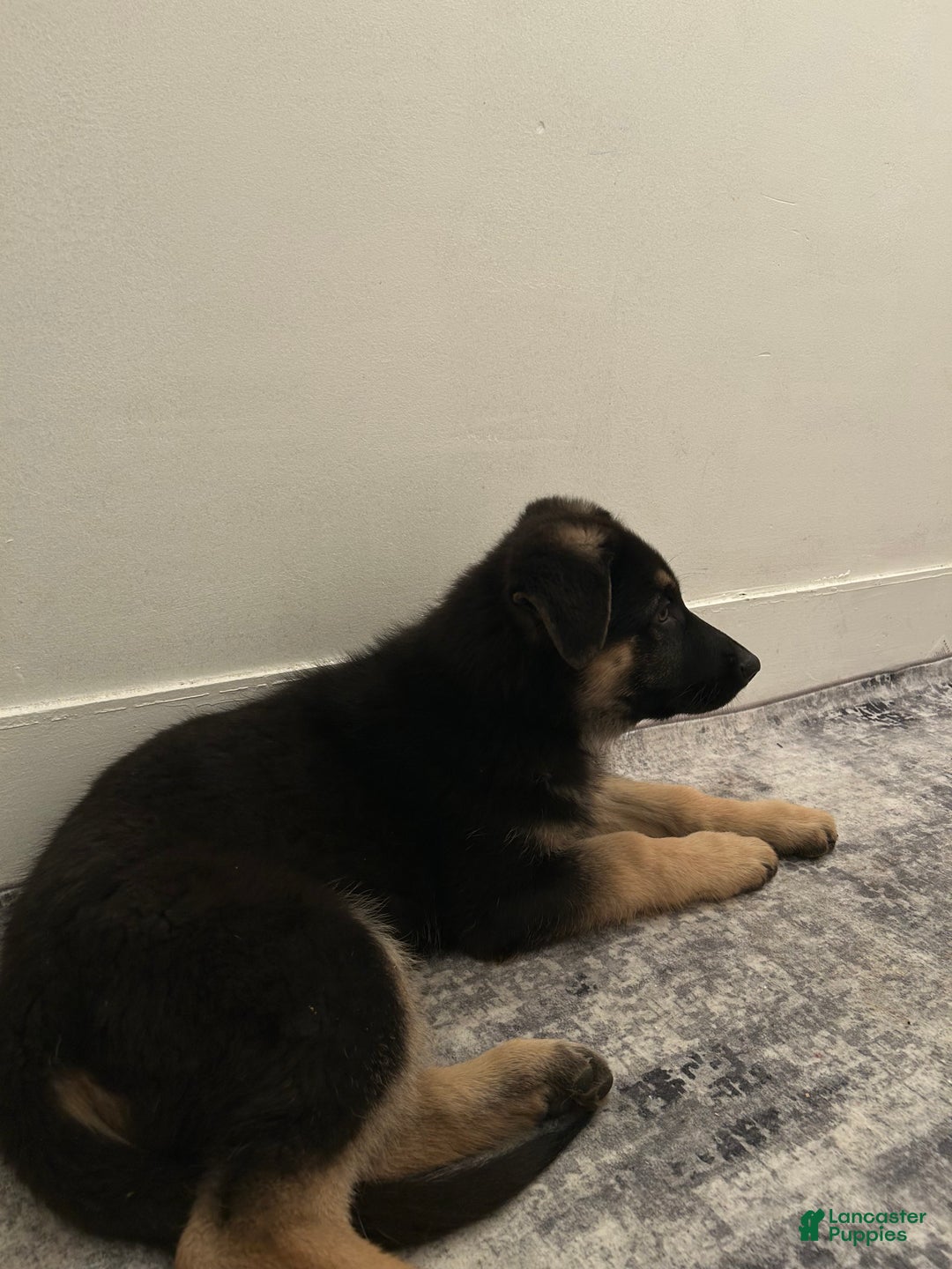 German Shepherd dogs for sale: German Shepherd Puppy 1 - Ad 2
