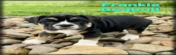 English Bulldog dogs for sale: Frankie - Ad 1