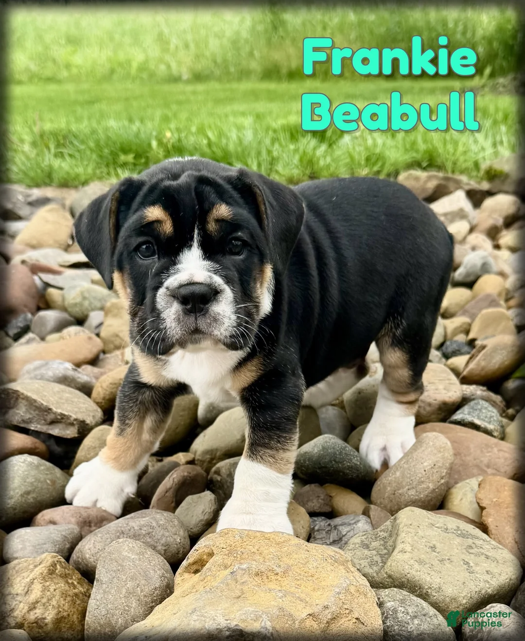 English Bulldog dogs for sale: Frankie - Ad 1