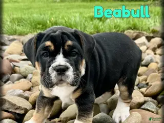 English Bulldog dogs for sale: Frankie - Ad 4