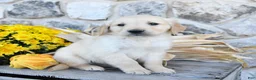 Golden Retriever dogs for sale: Dallas - Ad 4
