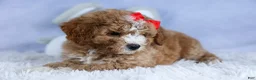 Mini Goldendoodle dogs for sale: 🐾 Meet Neo – F2B Mini Goldendoodle Puppy 🐾 - Ad 13