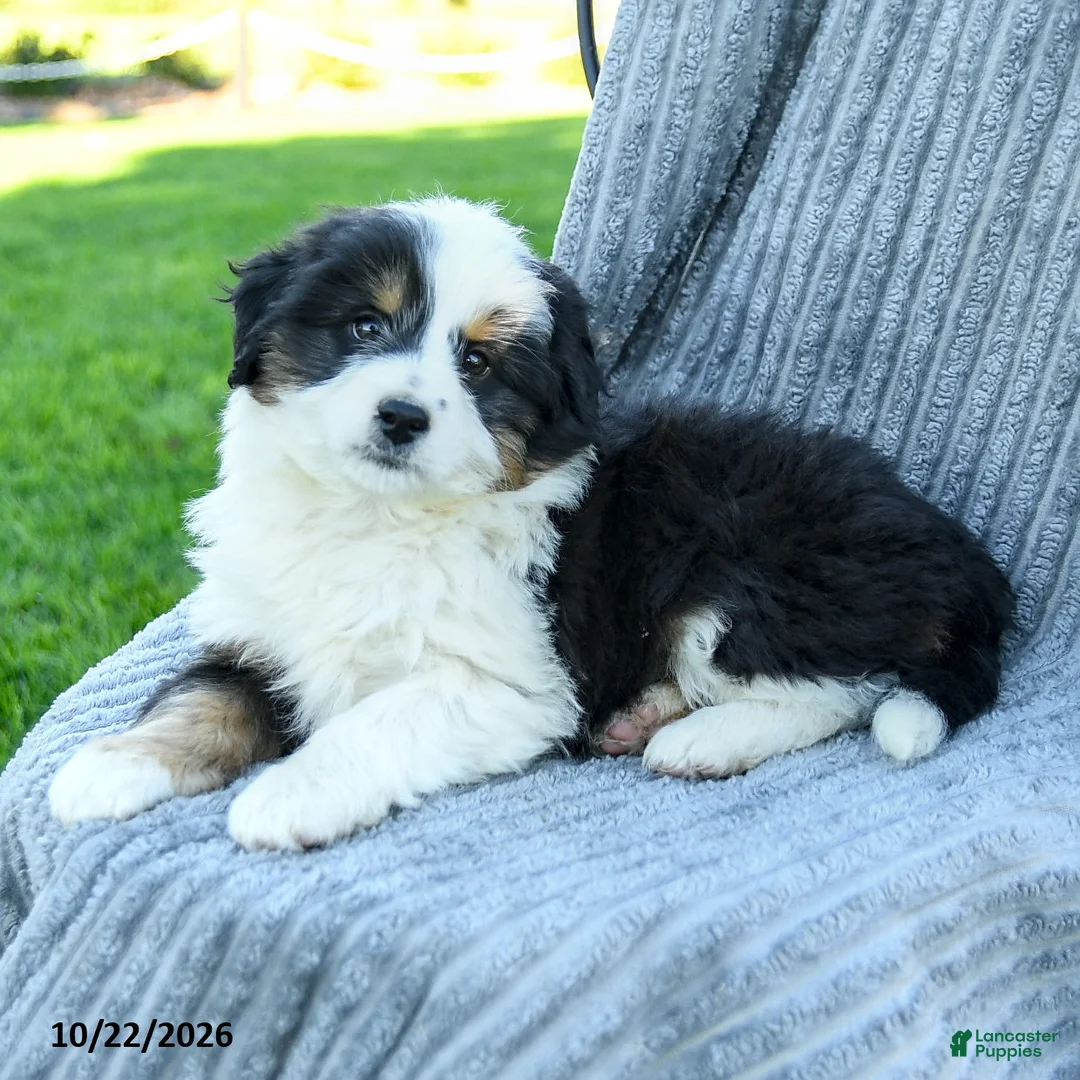 Miniature Australian Shepherd dogs for sale: Milo - Ad 3