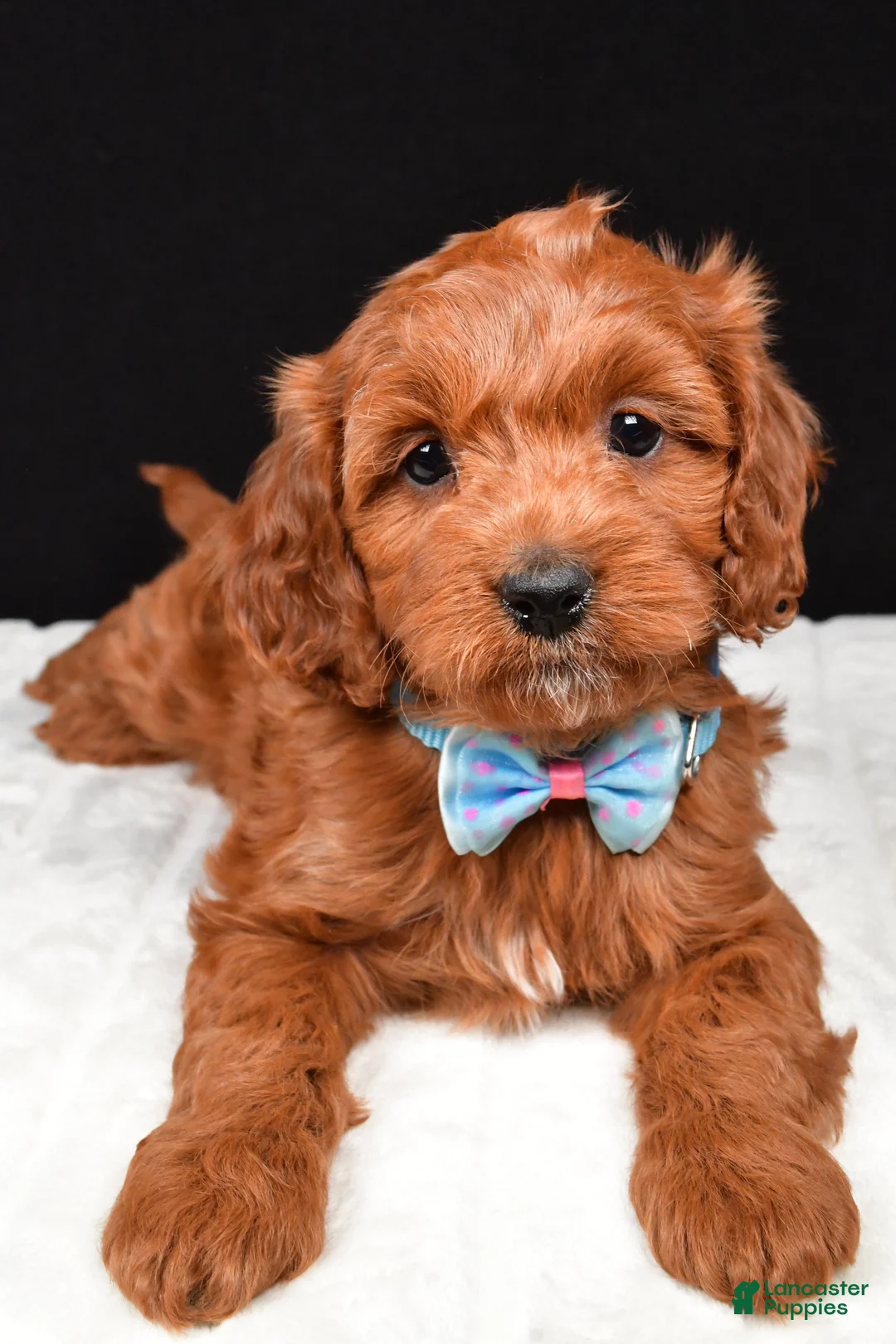 Cavapoo dogs for sale: Colby - Ad 2