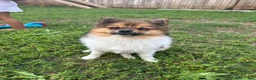 Pomeranian dogs for sale: Pomeranian 1 - Ad 2