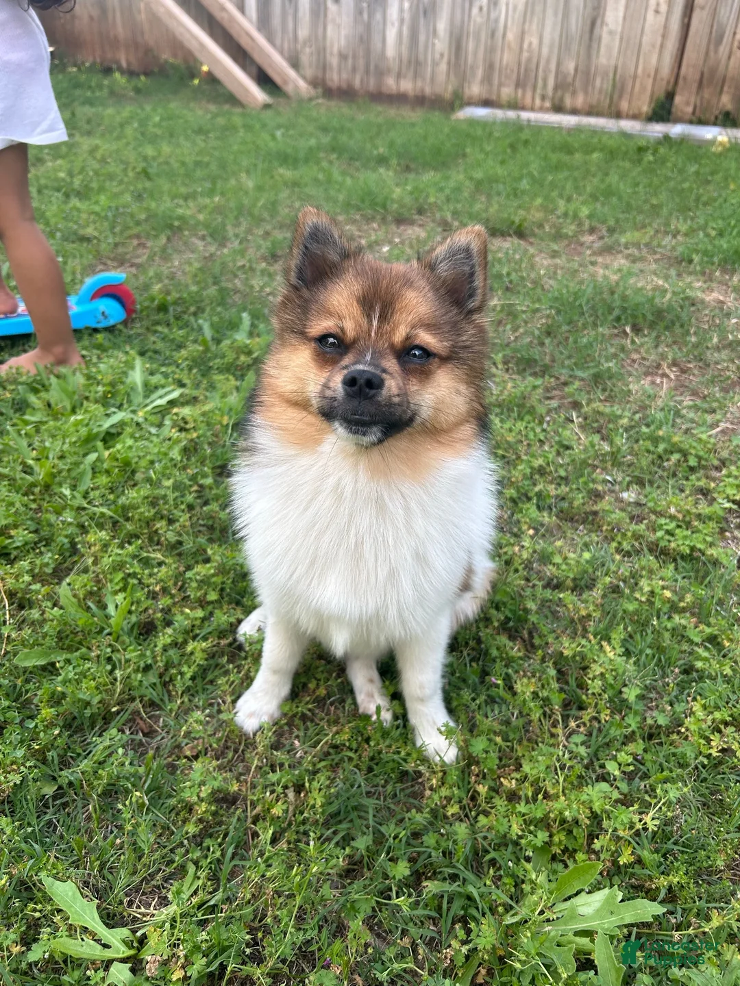 Pomeranian dogs for sale: Pomeranian 1 - Ad 2
