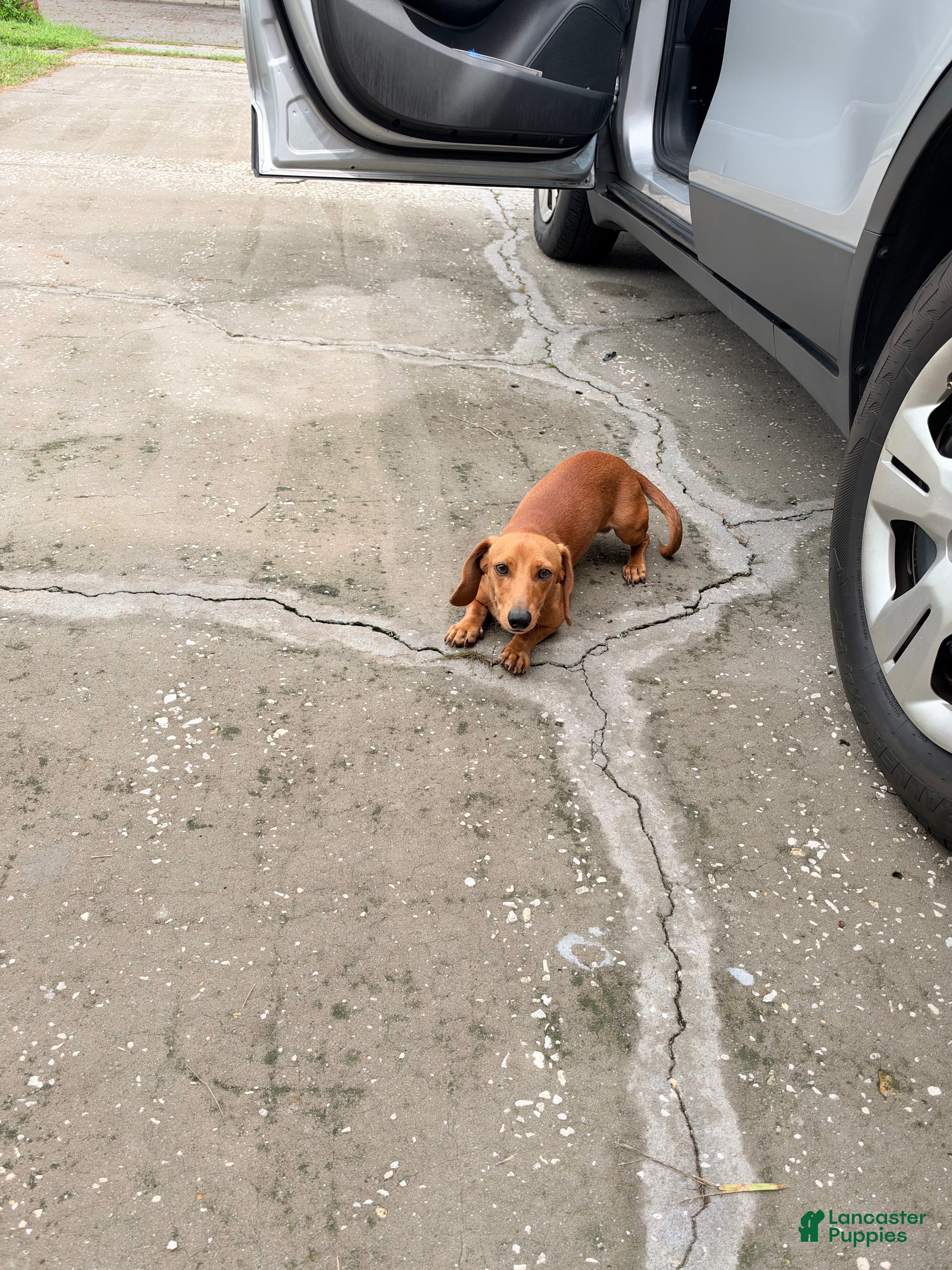 Dachshund dogs Dachshund 1 - Ad 2
