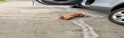 Dachshund dogs for sale: Dachshund 1 - Ad 1