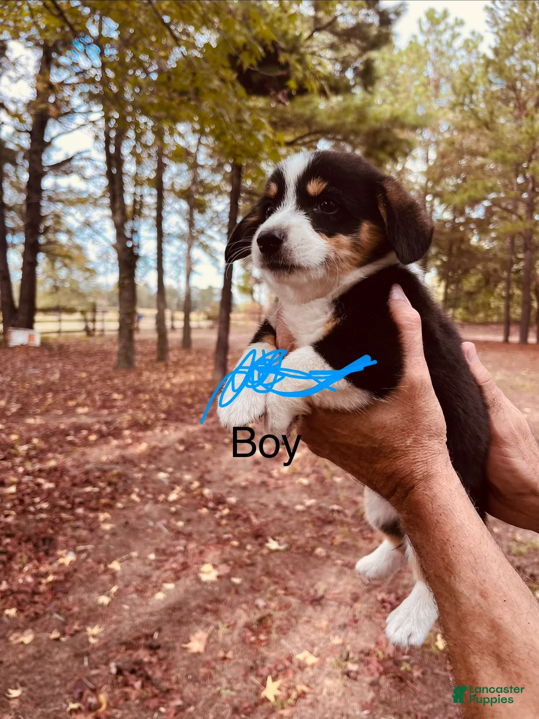 Welsh Corgi Pembroke dogs for sale: Welsh Corgi Pembroke 1 - Ad 1