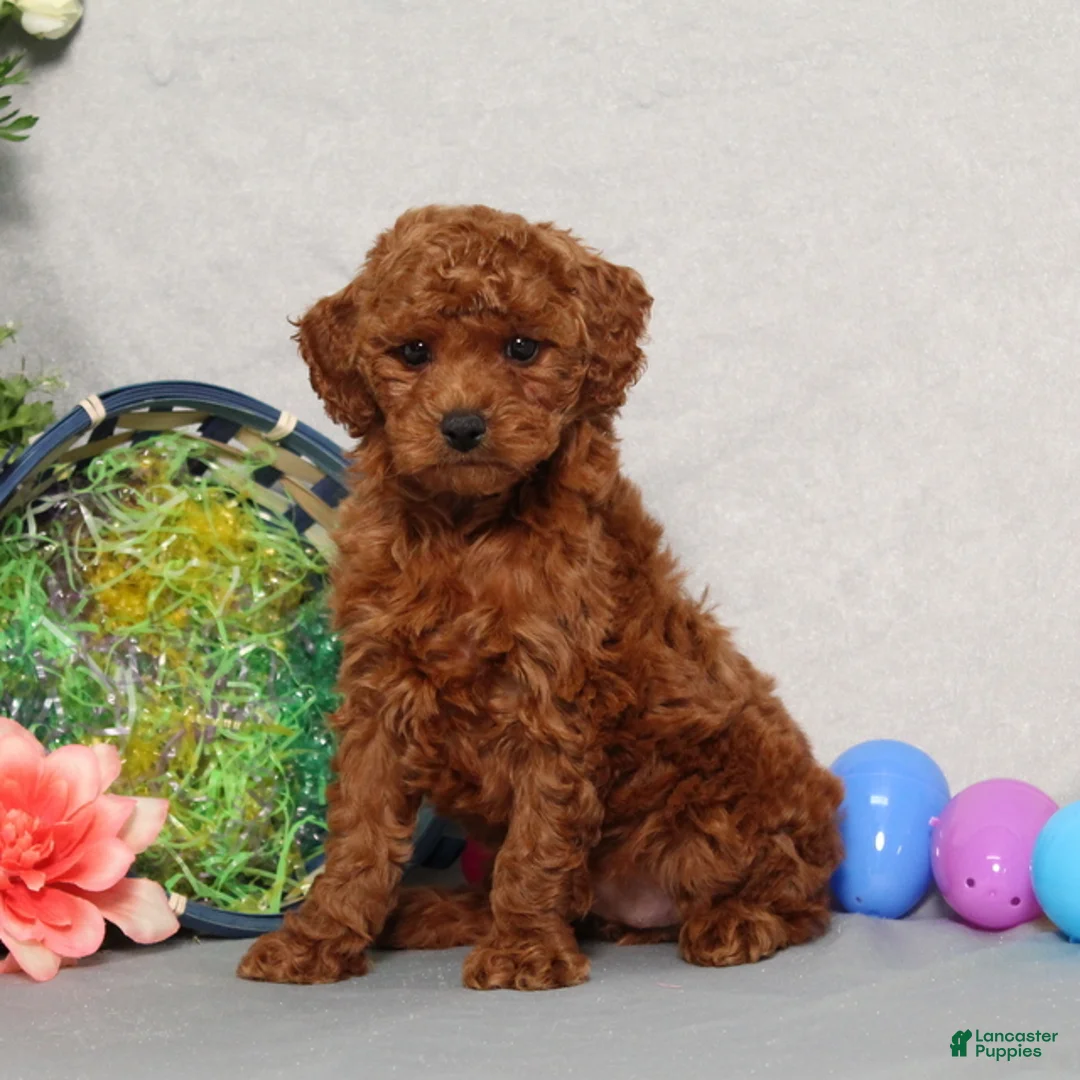 Miniature Poodle dogs for sale: Gypsy  - Ad 1