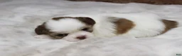 Shih Tzu dogs for sale: Lucy - Ad 4