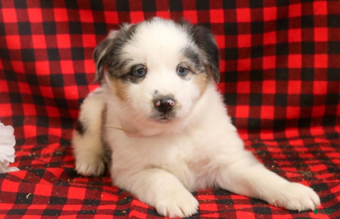 Miniature Australian Shepherd dogs Luther - Ad 2