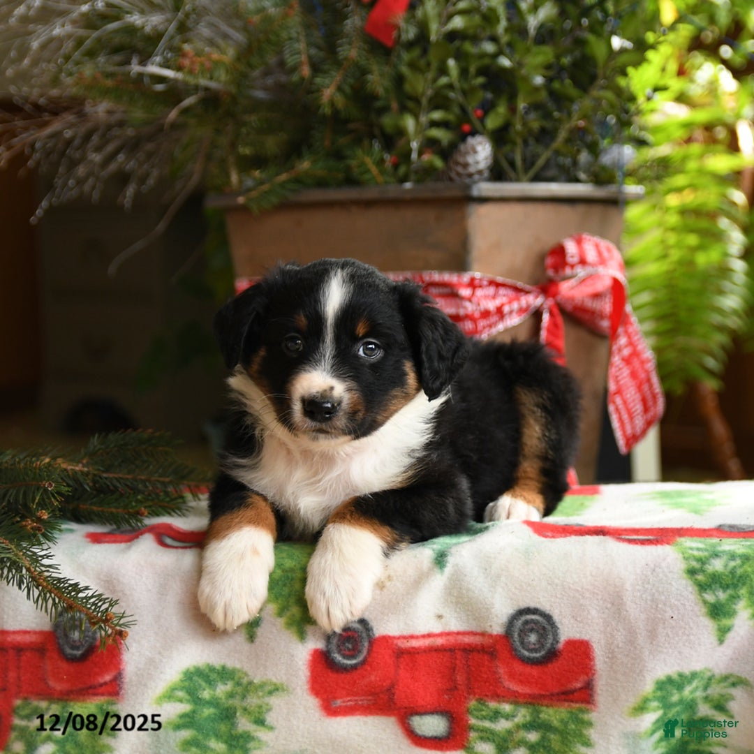 Australian Shepherd dogs for sale: Alex - Ad 5