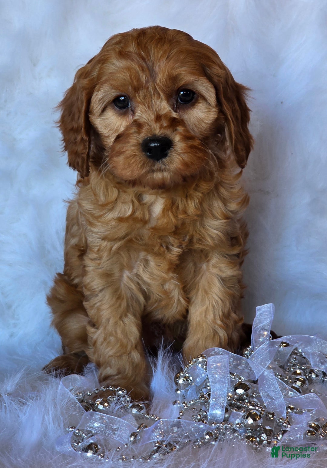 Cavapoo dogs for sale: Bella - Ad 4