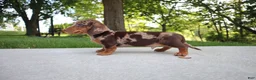 Dachshund dogs for sale: Oreo - Ad 4
