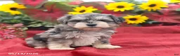Miniature Schnauzer dogs for sale: Graham - Ad 3