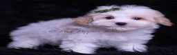 Maltipoo dogs for sale: Miso - Ad 3