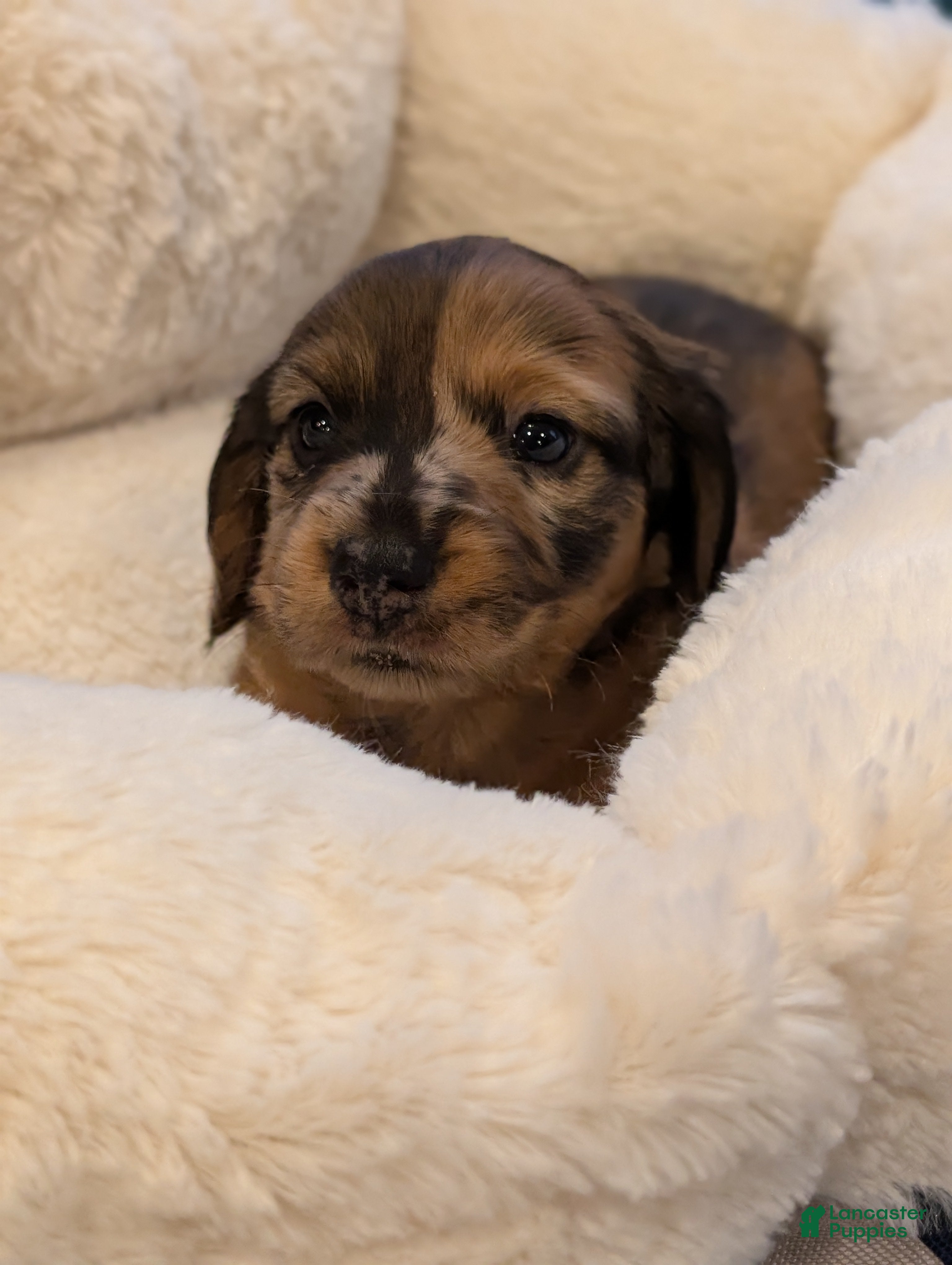 Miniature Dachshund dogs Harvey - Ad 1