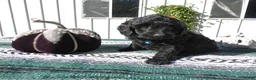 Mini Goldendoodle dogs for sale: Mini Goldendoodle 6 Riley - Ad 3
