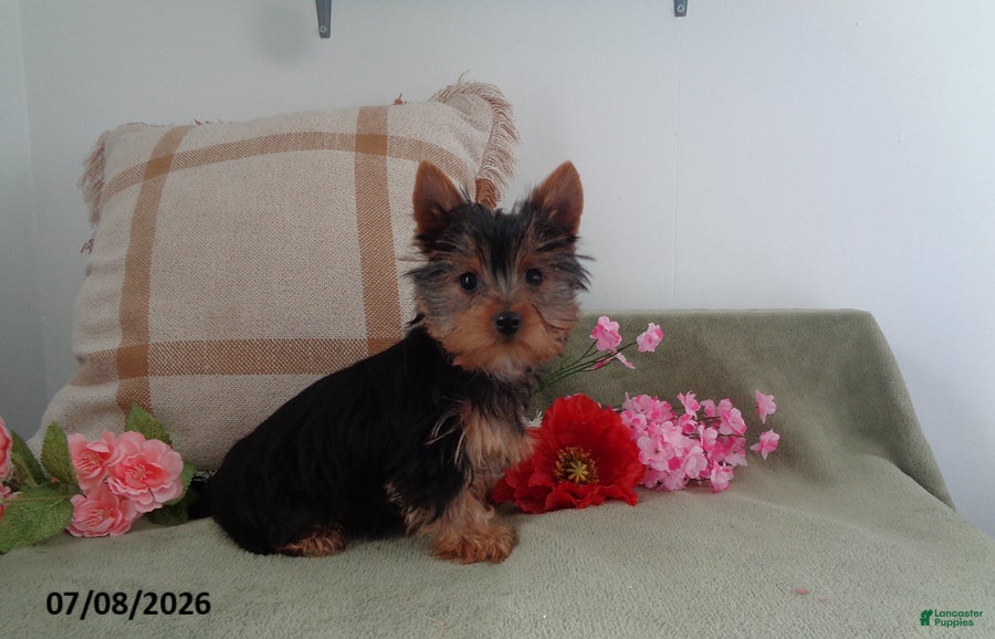 Yorkshire Terrier dogs Bailey - Ad 1