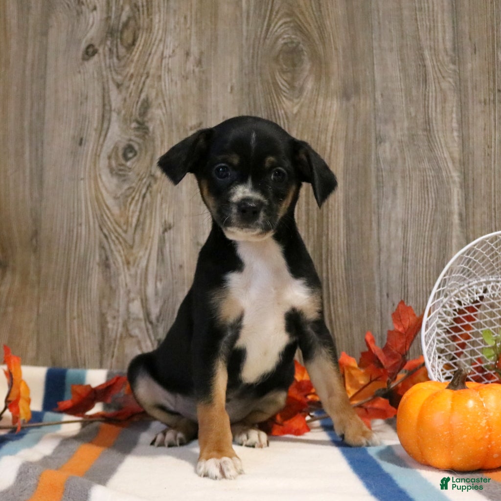 Mixed Breed dogs Tommy - Ad 23