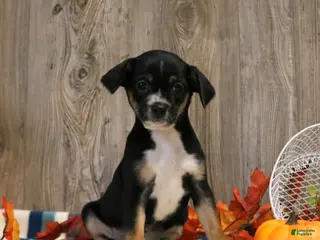 Mixed Breed dogs Tommy - Ad 35