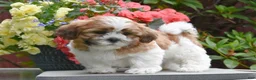 Shih Tzu dogs for sale: Mango - Ad 2