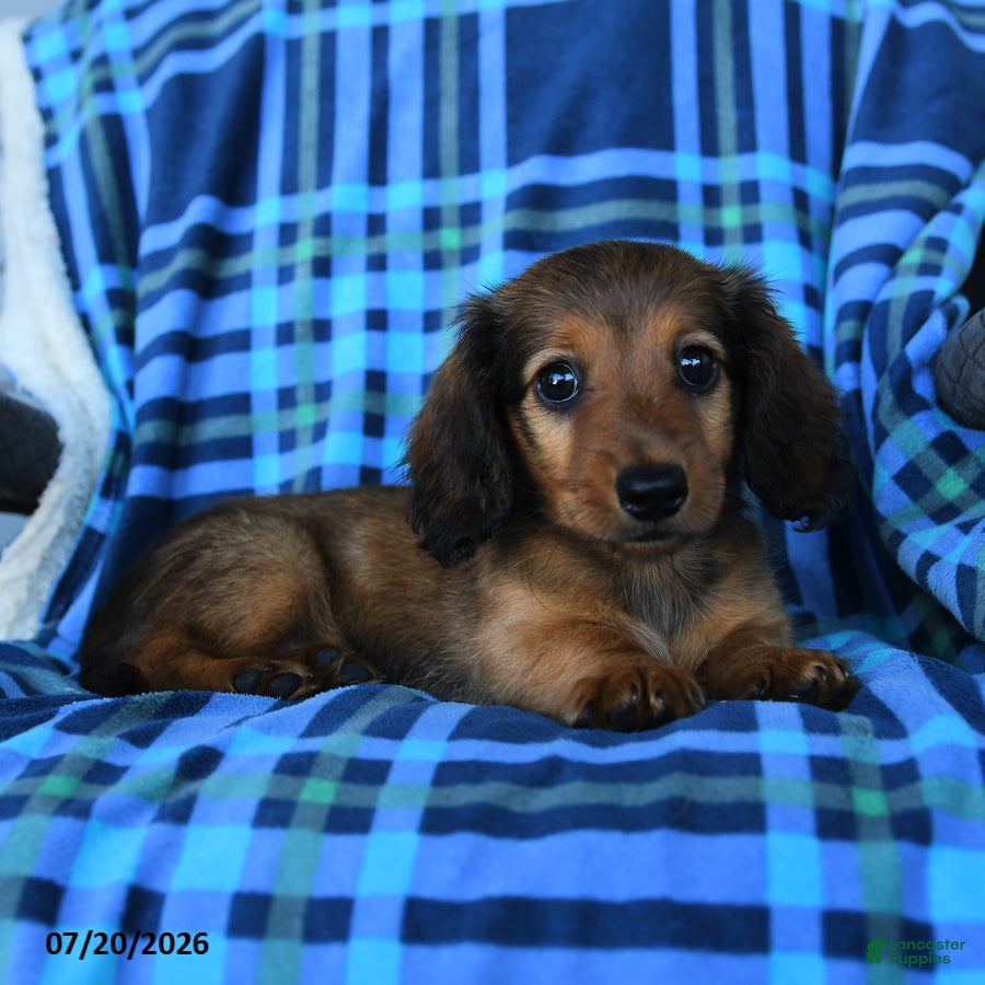 Miniature Dachshund dogs Nelson - Ad 1