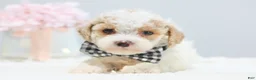 Toy Poodle dogs for sale: Boots - Ad 2