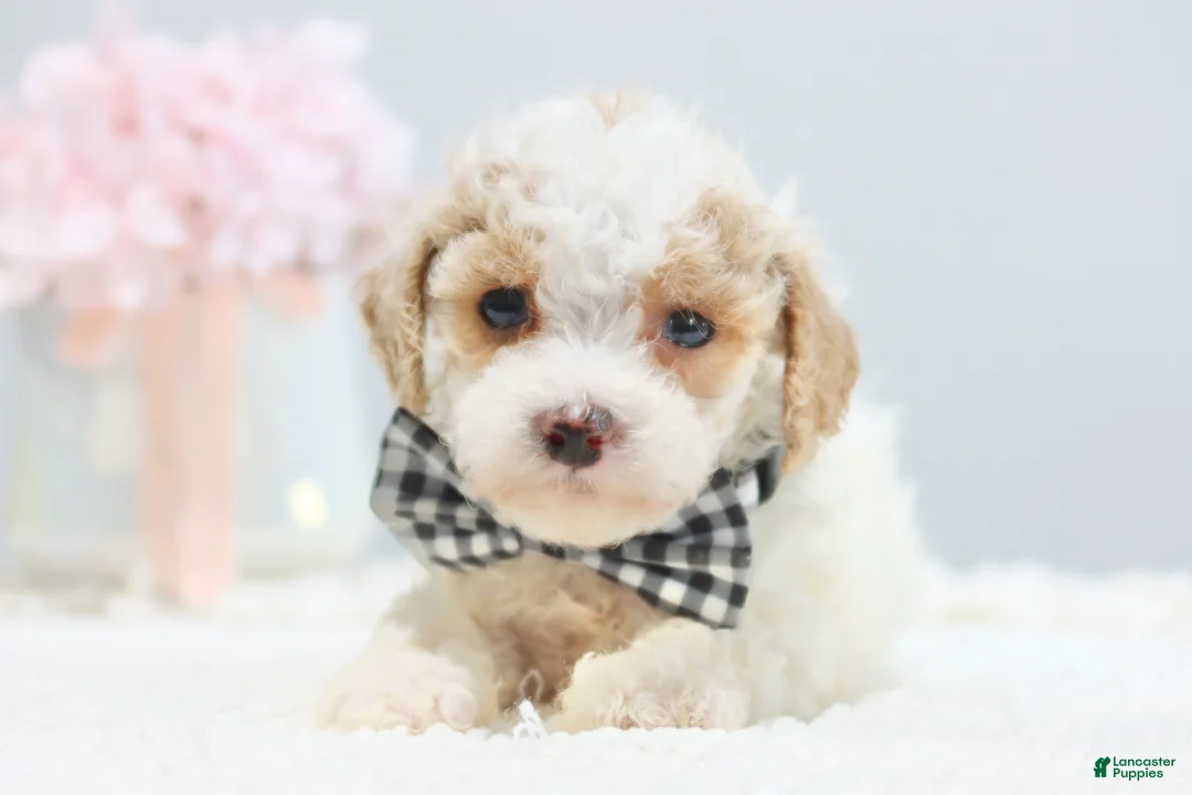 Toy Poodle dogs for sale: Boots - Ad 2
