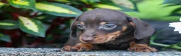 Miniature Dachshund dogs for sale: Zippy🐾 - Ad 3
