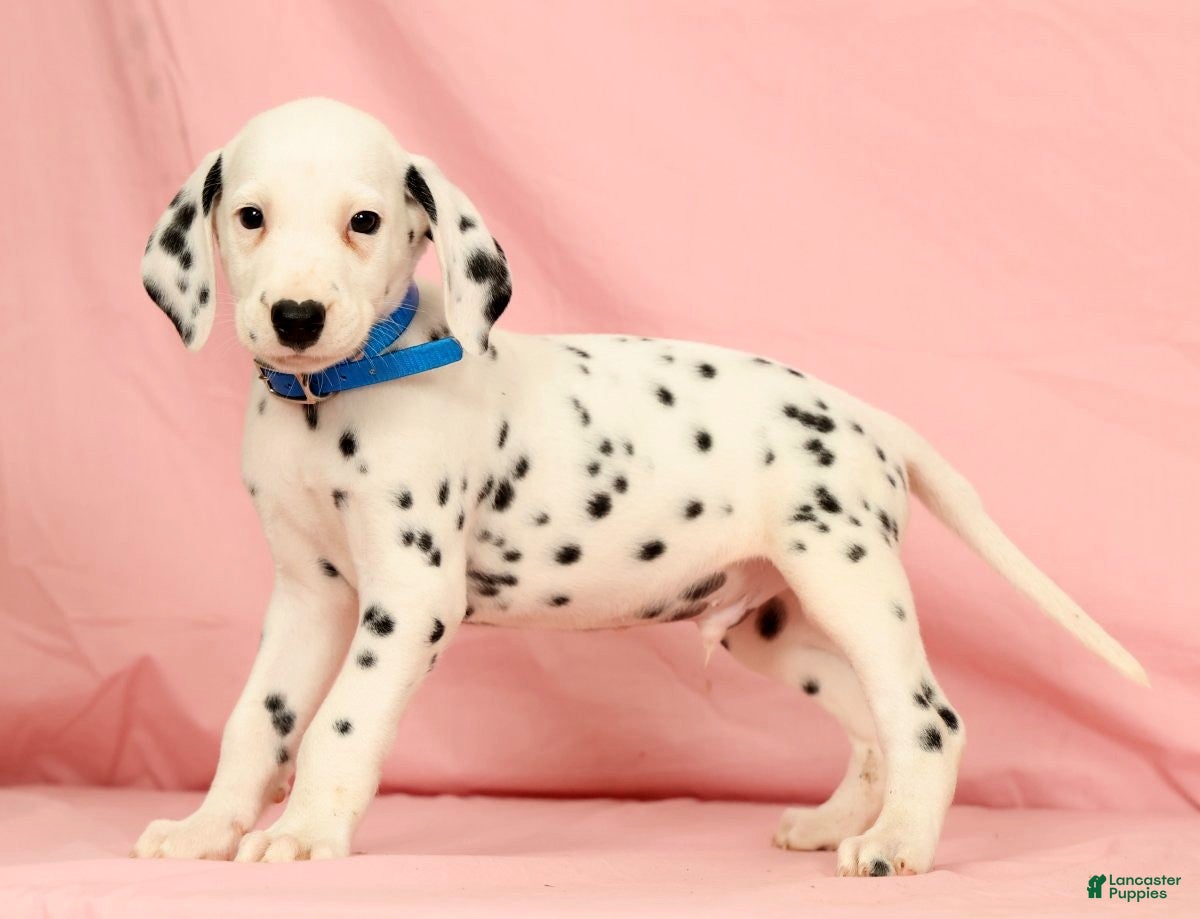 Dalmatian dogs Rascal - Ad 1