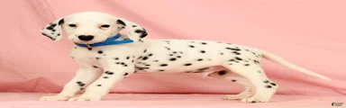 Rascal