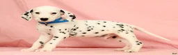 Dalmatian dogs for sale: Rascal - Ad 1
