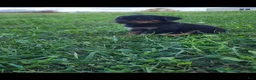 Rottweiler dogs for sale: Bell - Ad 2