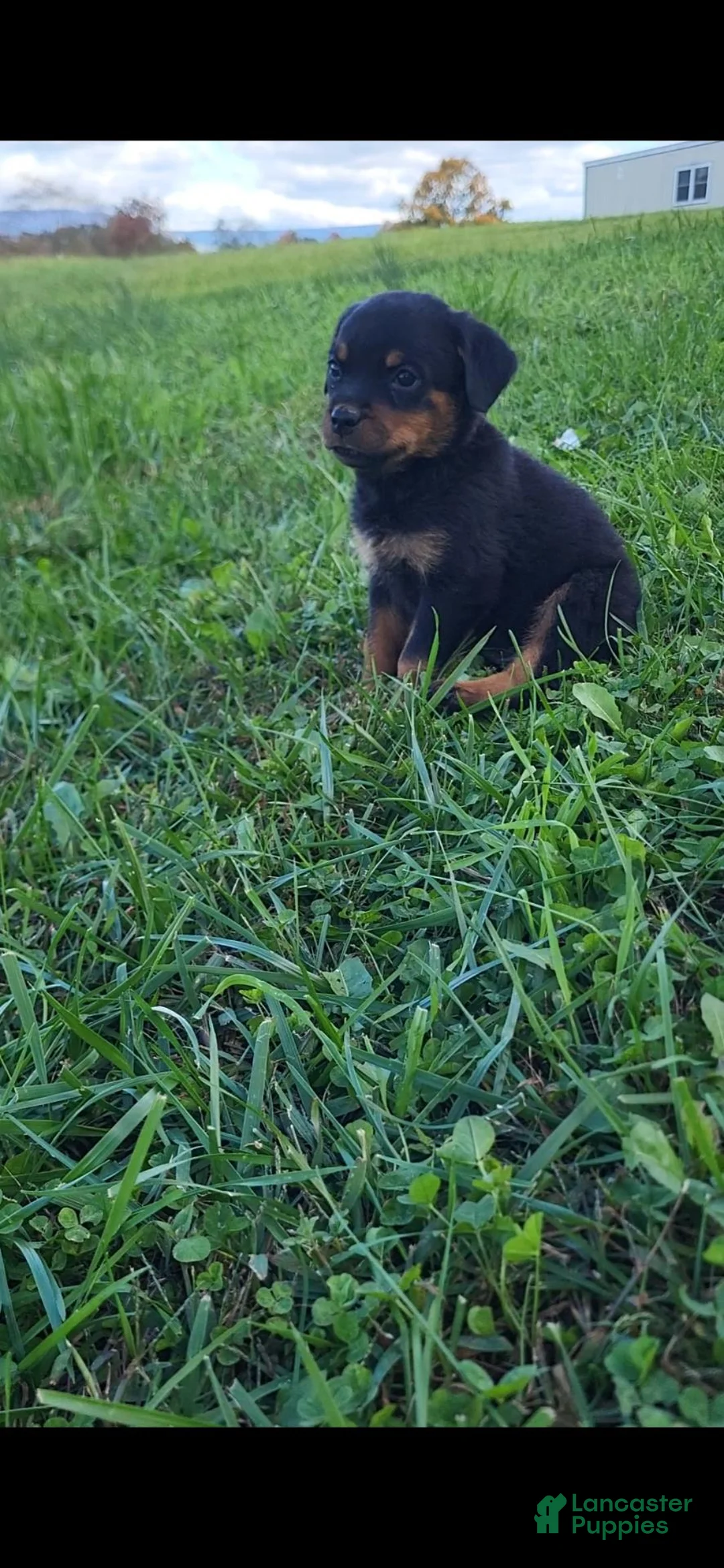 Rottweiler dogs for sale: Bell - Ad 2