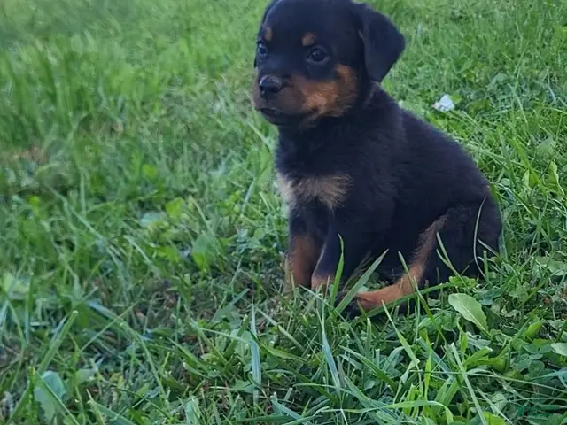 Rottweiler dogs Bell - Ad 2