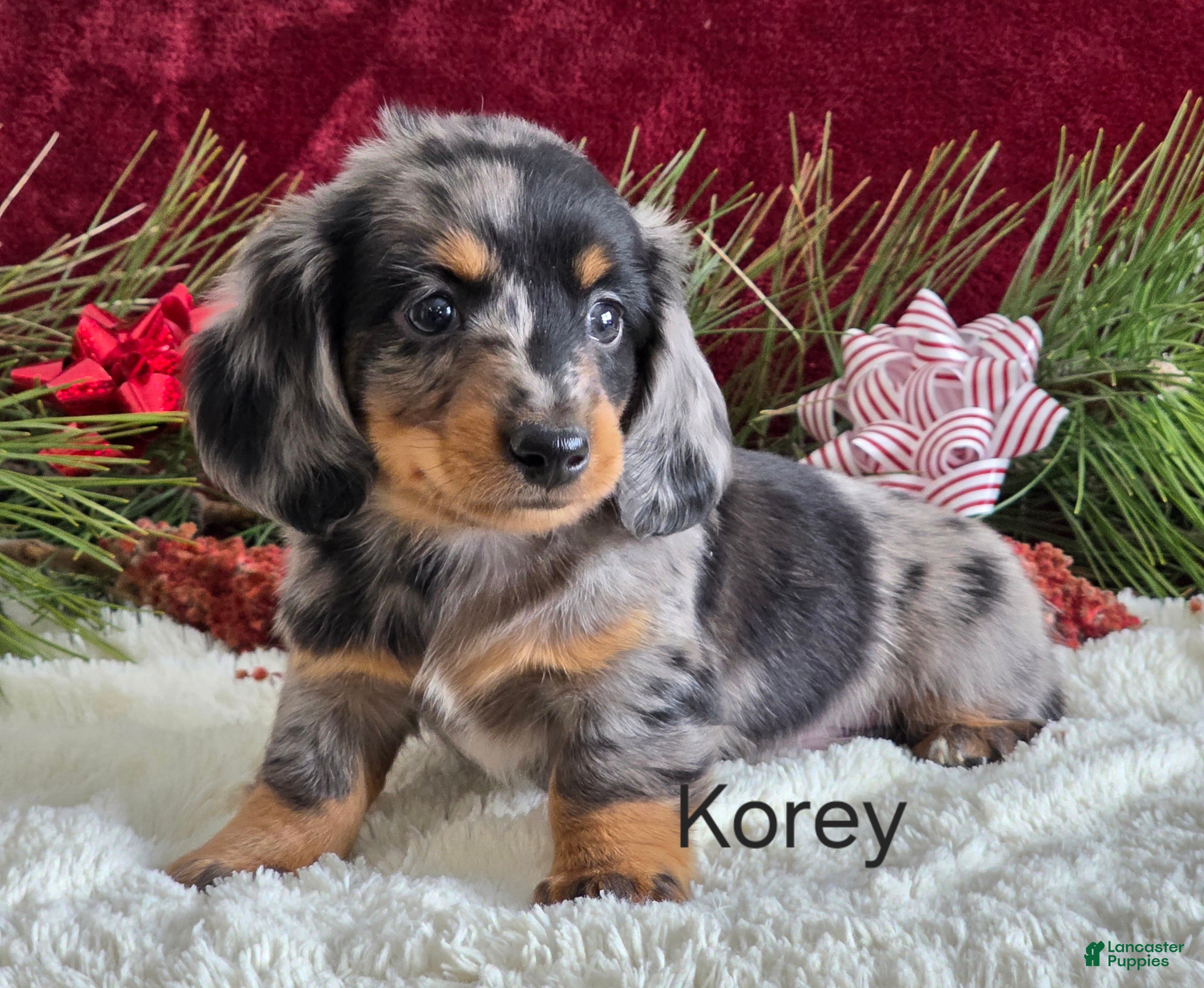 Miniature Dachshund dogs Korey - Ad 17