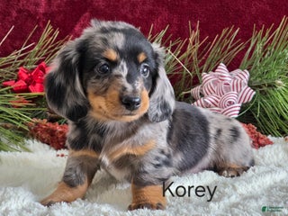Miniature Dachshund dogs Korey - Ad 17