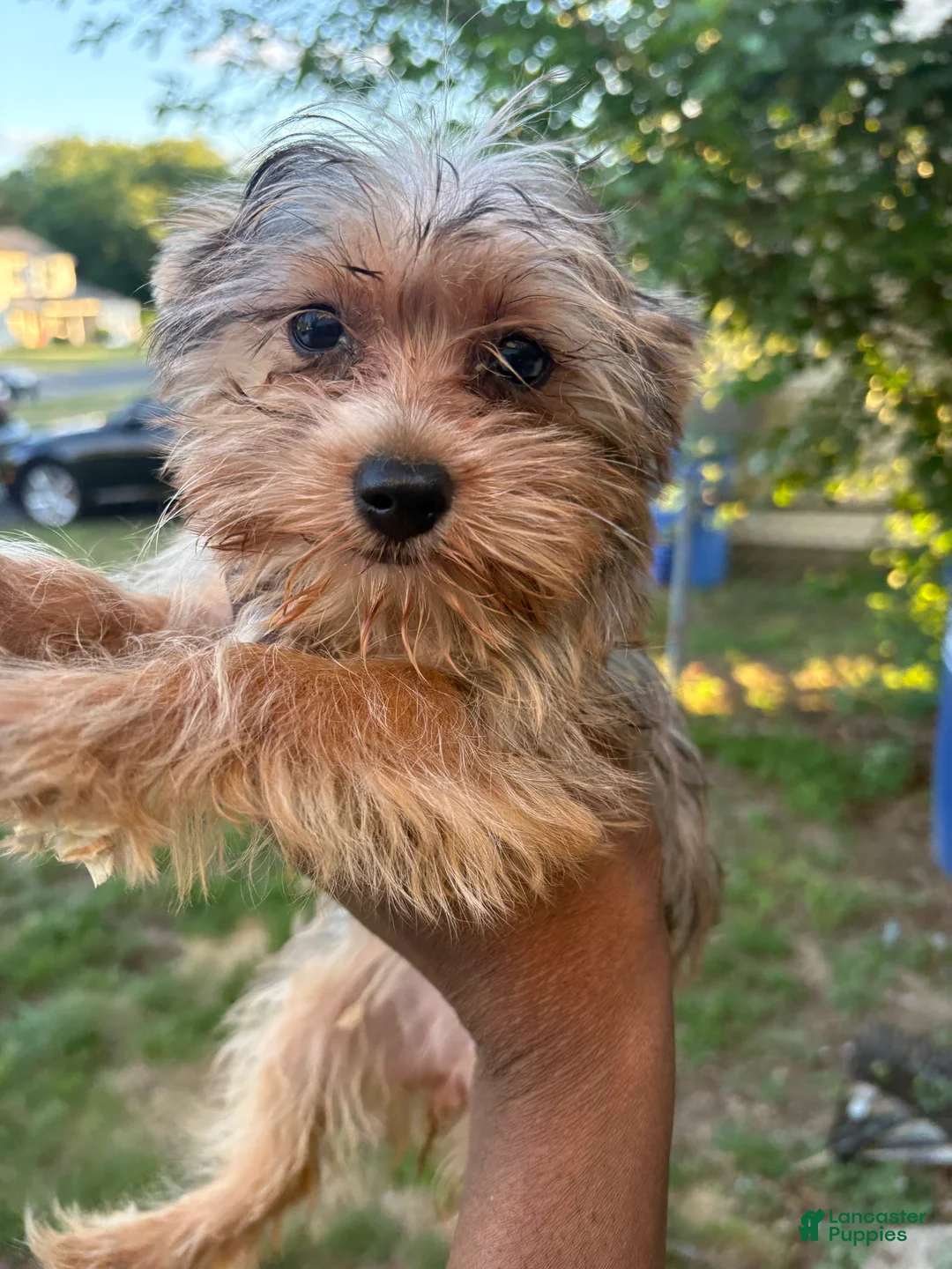 Yorkshire Terrier dogs for sale: Yorkshire Terrier 1 - Ad 2